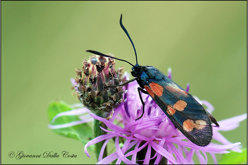 Zygaena filipendulae